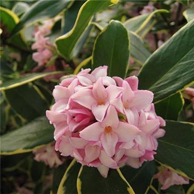 冬季室外最耐寒的15種花卉_花卉耐寒區(qū)_冬季室外耐寒的花卉有哪些