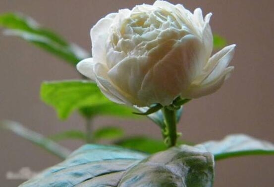 茉莉花盛開的月份_茉莉花開花月份_茉莉花開幾月份開花