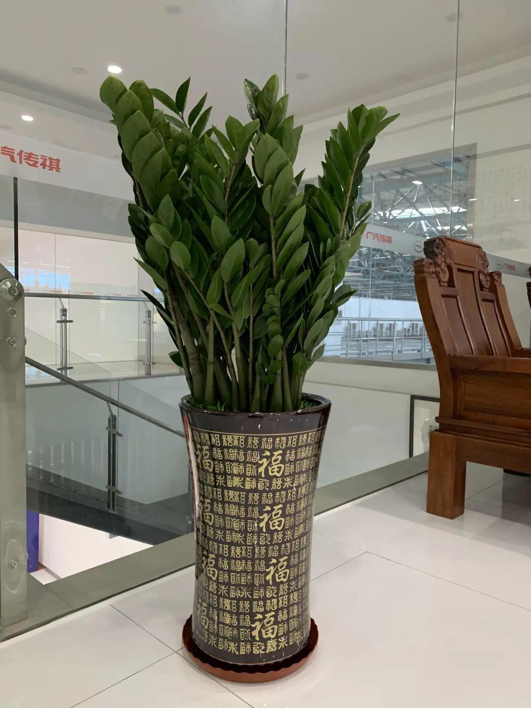 喜陰的室內植物_室內植物喜陰還是喜陰_室內植物喜陰的有哪些