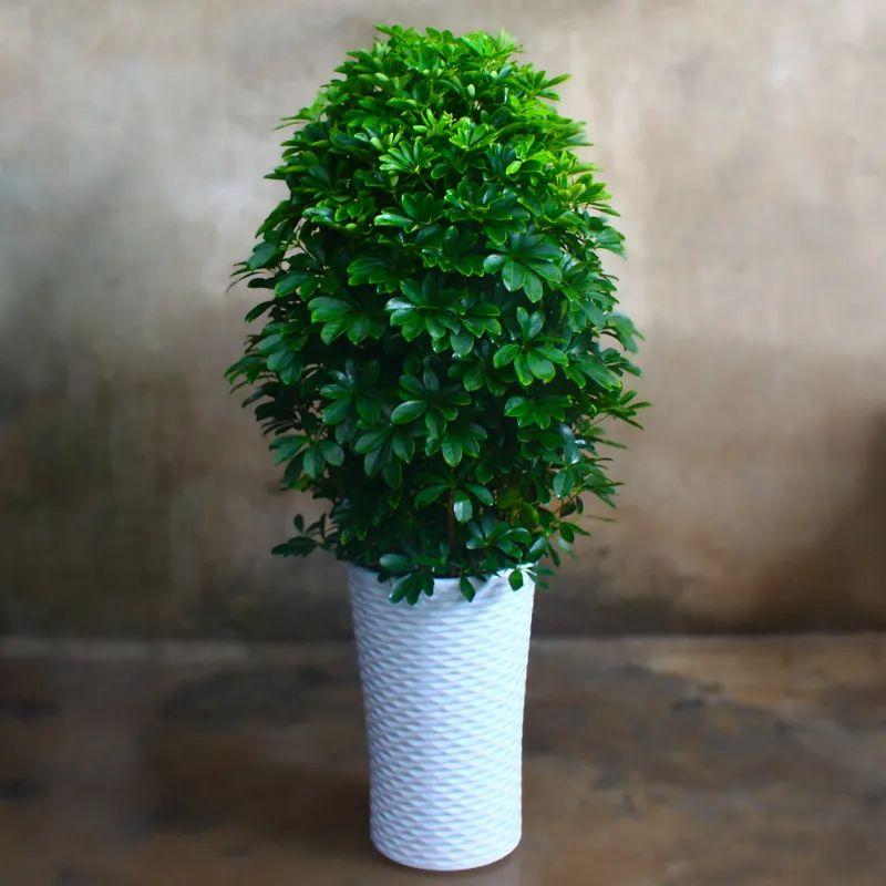 喜陰的室內植物_室內植物喜陰的有哪些_室內植物喜陰還是喜陰