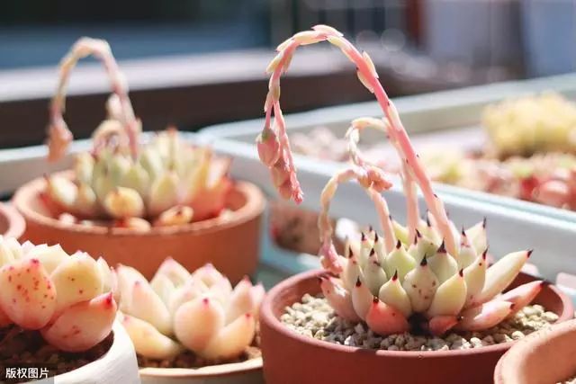 耐熱的多肉有哪些_耐寒又耐熱的多肉植物_耐熱耐寒的多肉植物
