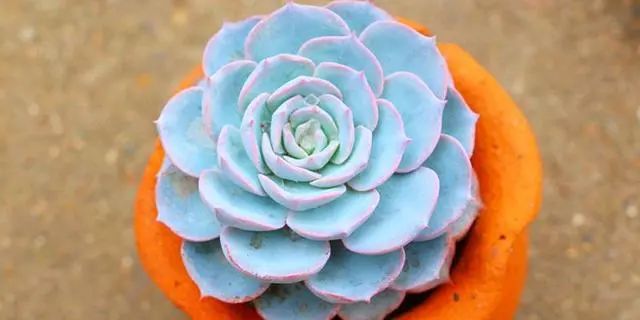 耐熱耐寒的多肉植物_耐寒又耐熱的多肉植物_耐熱的多肉有哪些