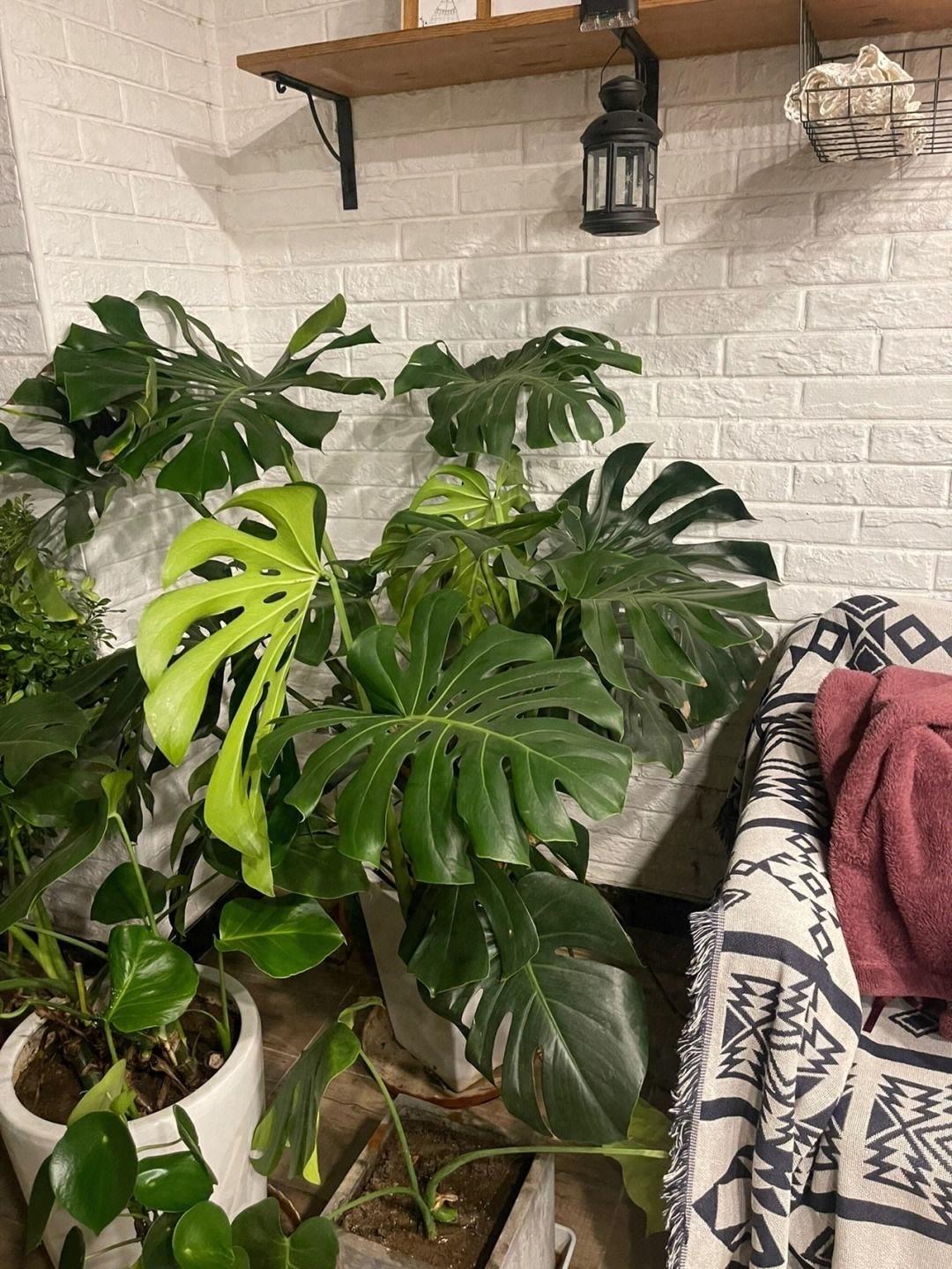 室內養花，選這“6種花”，漂亮耐陰好養很皮實，吸灰塵添美感