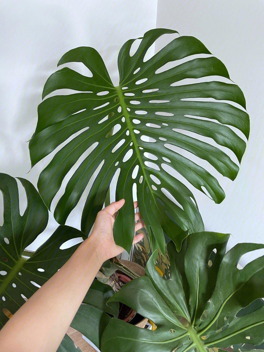 室內(nèi)養(yǎng)適合花草的植物_十種適合室內(nèi)養(yǎng)的花_室內(nèi)養(yǎng)適合花的植物