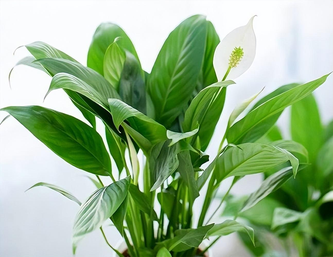 十種適合室內(nèi)養(yǎng)的花_室內(nèi)養(yǎng)適合花的植物_室內(nèi)養(yǎng)適合花草的植物