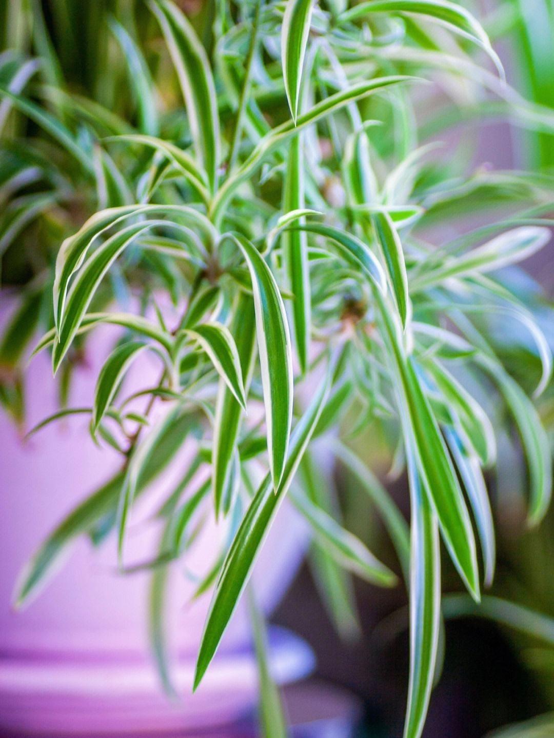 十種適合室內(nèi)養(yǎng)的花_室內(nèi)養(yǎng)適合花草的植物_室內(nèi)養(yǎng)適合花的植物