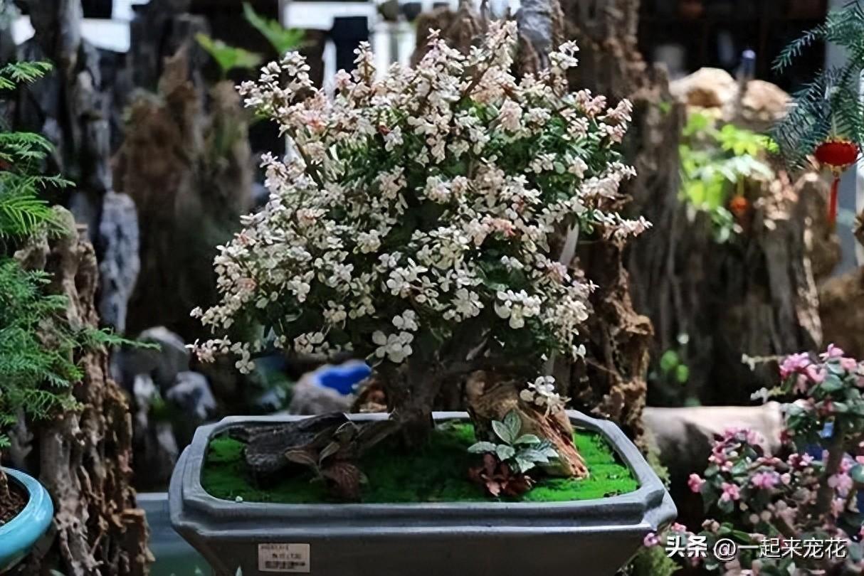 適合種植在臥室的5種花，擺在家里對身體好，一次養十盆不嫌多
