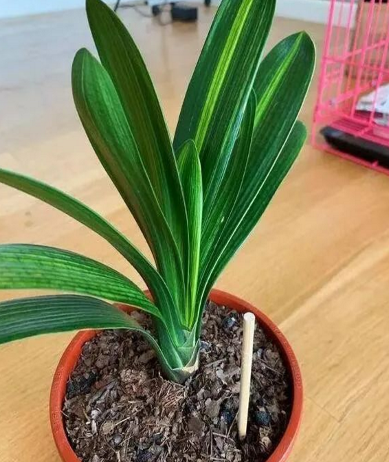 花盆里插筷子，養花有妙用！