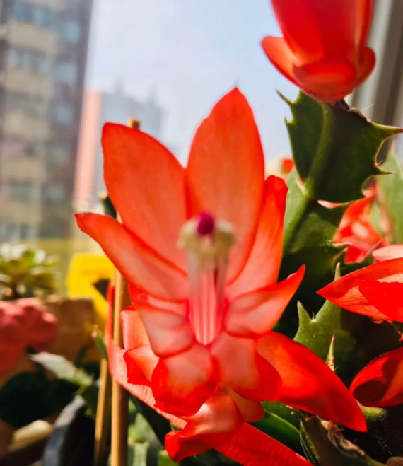 花盆沒有孔可以種菜嗎_花盆沒有孔花能活么_花盆沒有孔可以養花嗎