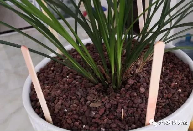 花盆沒有孔花能活么_花盆沒有孔可以養花嗎_花盆沒有孔可以種菜嗎