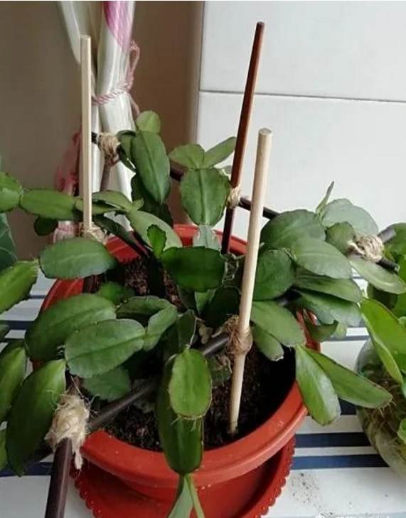 花盆沒有孔可以養花嗎_花盆沒有孔可以種菜嗎_花盆沒有孔花能活么