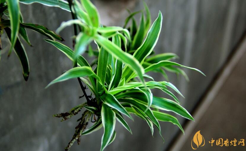 家里吸煙放什么植物