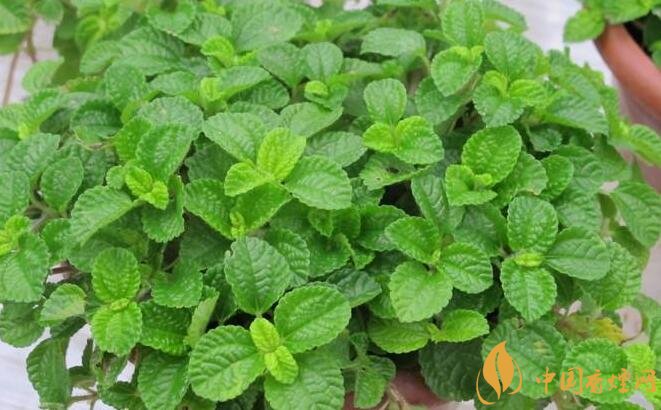 室內(nèi)干燥養(yǎng)什么植物最好_干燥室內(nèi)養(yǎng)植物好嗎_干燥的室內(nèi)養(yǎng)什么植物