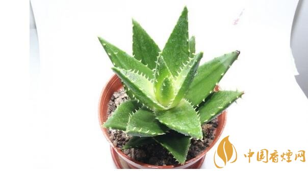 室內(nèi)干燥養(yǎng)什么植物最好_干燥室內(nèi)養(yǎng)植物好嗎_干燥的室內(nèi)養(yǎng)什么植物