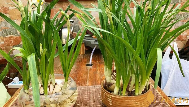 室內(nèi)干燥養(yǎng)什么植物最好_干燥室內(nèi)養(yǎng)植物好嗎_干燥的室內(nèi)養(yǎng)什么植物