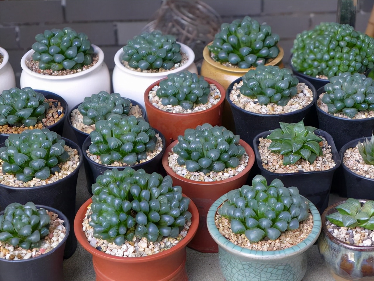 室內(nèi)養(yǎng)植物多肉怎么養(yǎng)_室內(nèi)養(yǎng)植物多肉好嗎_多肉植物室內(nèi)養(yǎng)