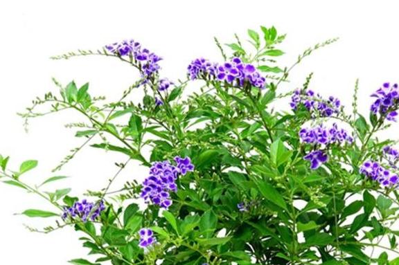 兩種花最適合新手養，有土就活，花開艷麗，滿屋散發奶香味