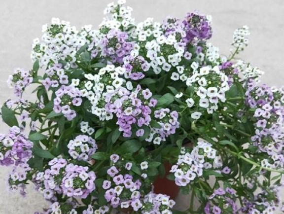 巧克力花過冬_巧克力花冬天能修剪嗎_巧克力花冬天怎么養