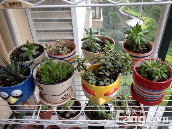 家居裝修陽臺風水禁忌 陽臺種植什么植物好