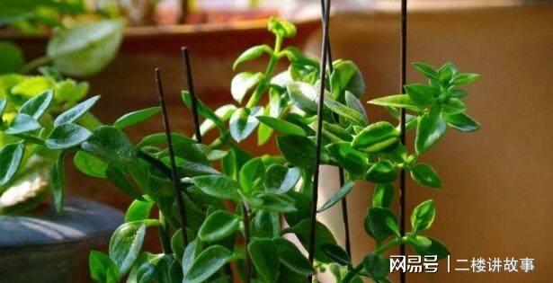 凈化空氣植物多肉怎么養_凈化空氣植物多肉_凈化空氣植物多肉好養嗎