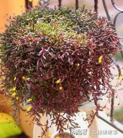 凈化空氣植物多肉_凈化空氣植物多肉怎么養_凈化空氣植物多肉好養嗎