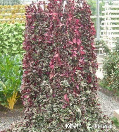 凈化空氣植物多肉好養嗎_凈化空氣植物多肉怎么養_凈化空氣植物多肉