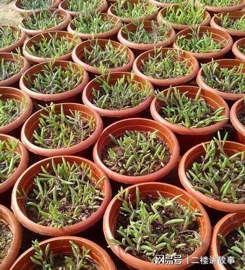 凈化空氣植物多肉_凈化空氣植物多肉好養嗎_凈化空氣植物多肉怎么養