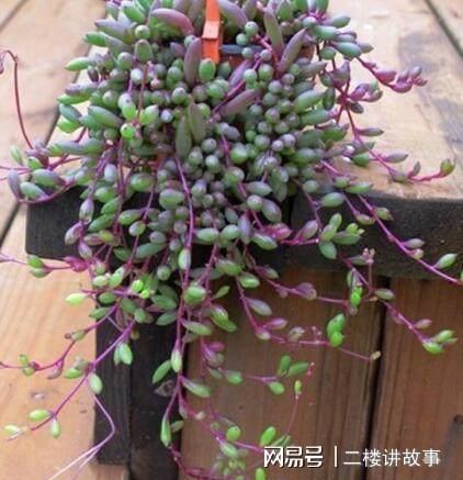 凈化空氣植物多肉好養嗎_凈化空氣植物多肉怎么養_凈化空氣植物多肉