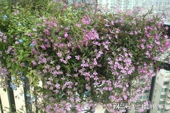 凈化空氣植物多肉好養嗎_凈化空氣植物多肉怎么養_凈化空氣植物多肉