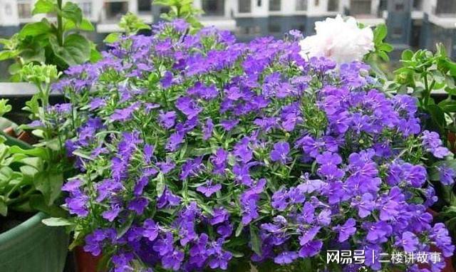 凈化空氣植物多肉好養嗎_凈化空氣植物多肉_凈化空氣植物多肉怎么養