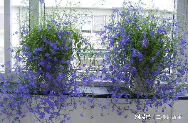 凈化空氣植物多肉_凈化空氣植物多肉好養嗎_凈化空氣植物多肉怎么養