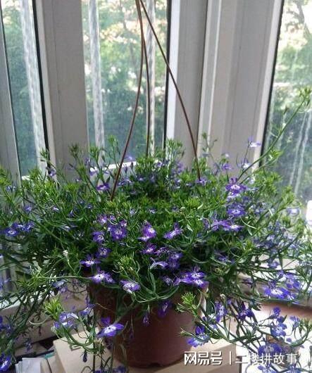 凈化空氣植物多肉好養嗎_凈化空氣植物多肉怎么養_凈化空氣植物多肉