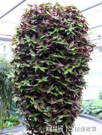凈化空氣植物多肉怎么養_凈化空氣植物多肉好養嗎_凈化空氣植物多肉