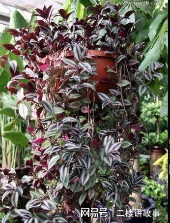 凈化空氣植物多肉_凈化空氣植物多肉怎么養_凈化空氣植物多肉好養嗎