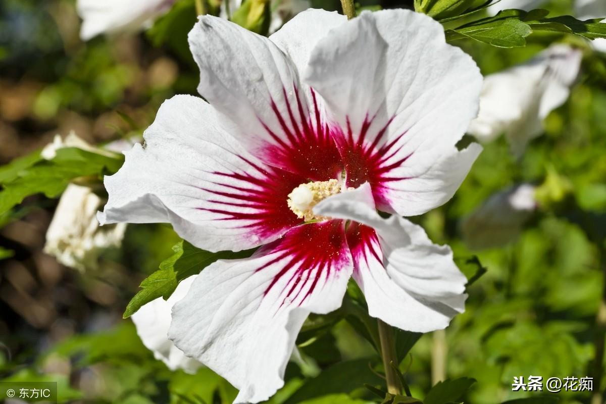 冬天適合養植物_冬養綠植適合天然環境嗎_適合冬天養的綠植