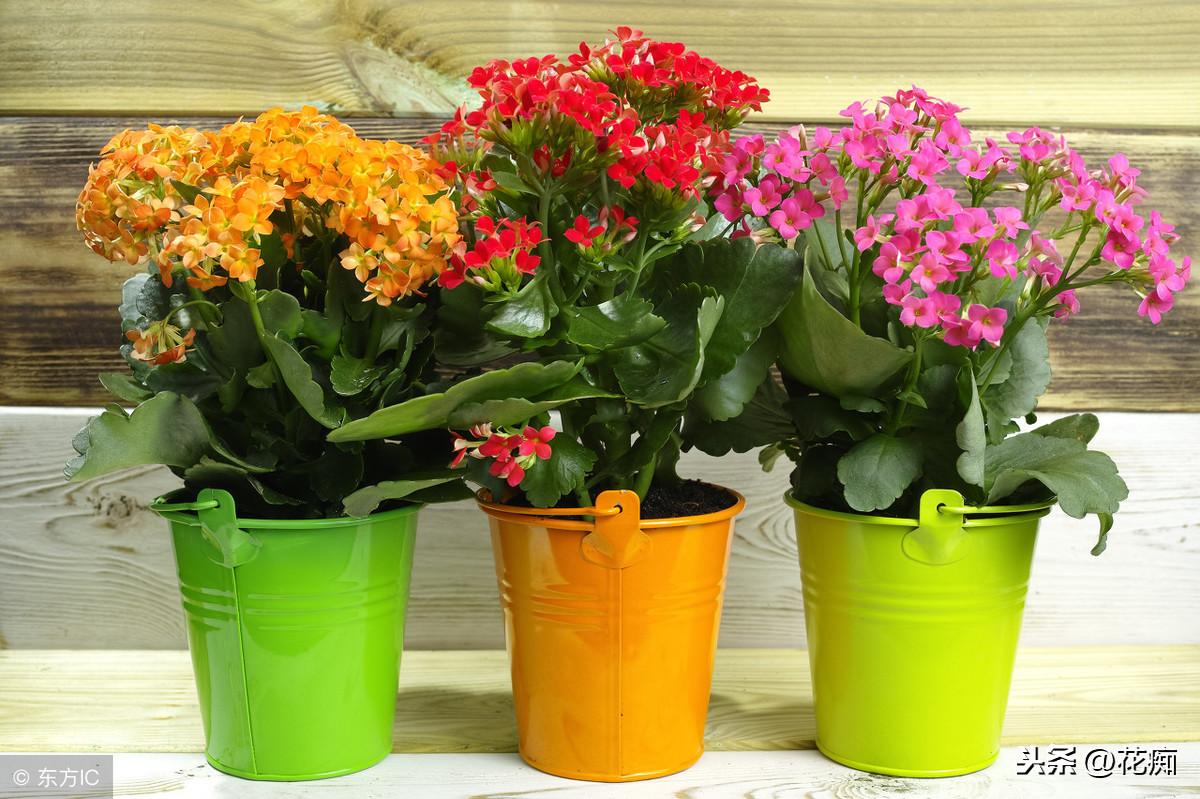 冬養綠植適合天然環境嗎_適合冬天養的綠植_冬天適合養植物