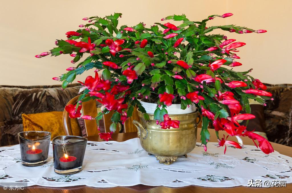 冬天適合養植物_適合冬天養的綠植_冬養綠植適合天然環境嗎