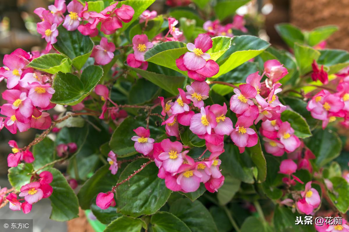 冬天適合養植物_冬養綠植適合天然環境嗎_適合冬天養的綠植