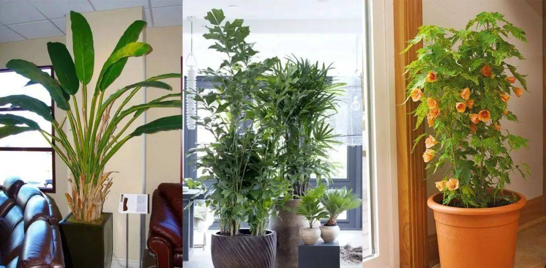 想養熱帶盆栽植物，可考慮這5種觀葉植物和4種開花植物