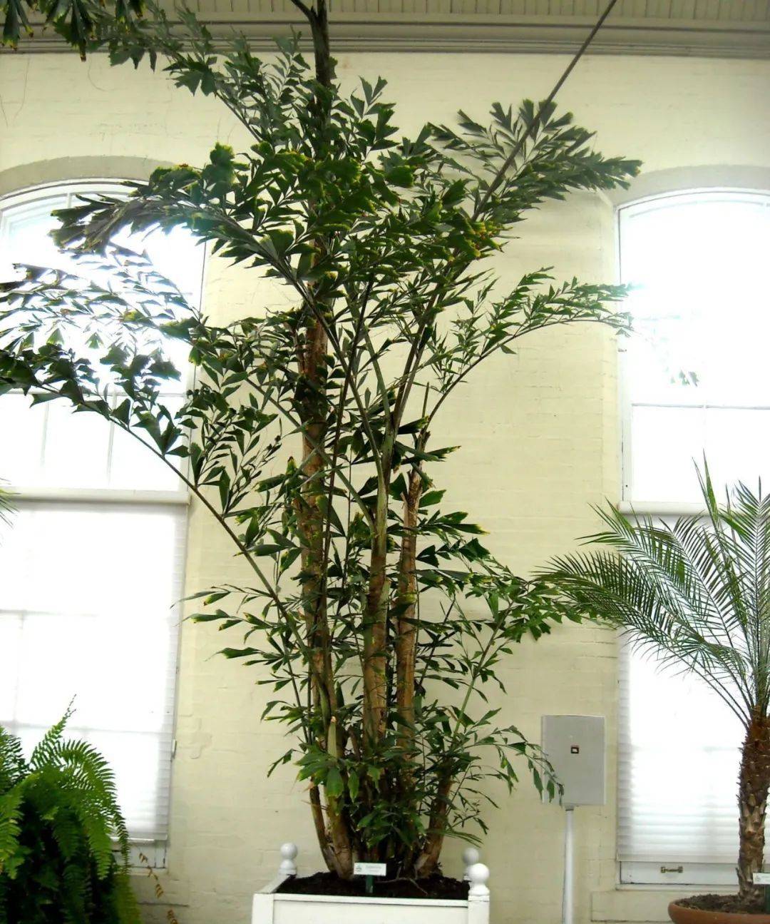 室內植物哪個好養活_室內比較好養的植物_室內養什么植物最好排名