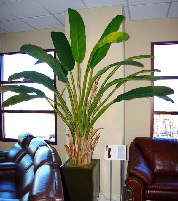 室內養什么植物最好排名_室內比較好養的植物_室內植物哪個好養活