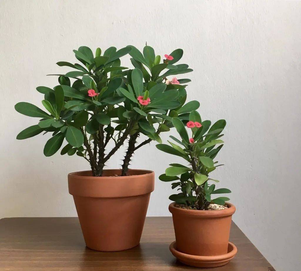 室內比較好養的植物_室內植物哪個好養活_室內養什么植物最好排名