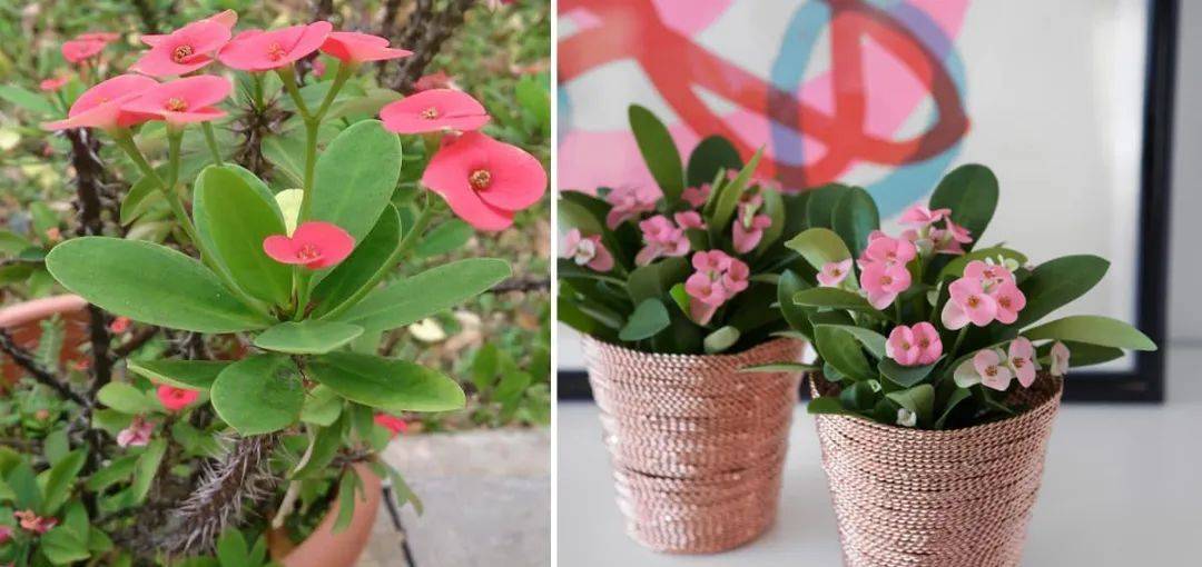 室內比較好養的植物_室內植物哪個好養活_室內養什么植物最好排名