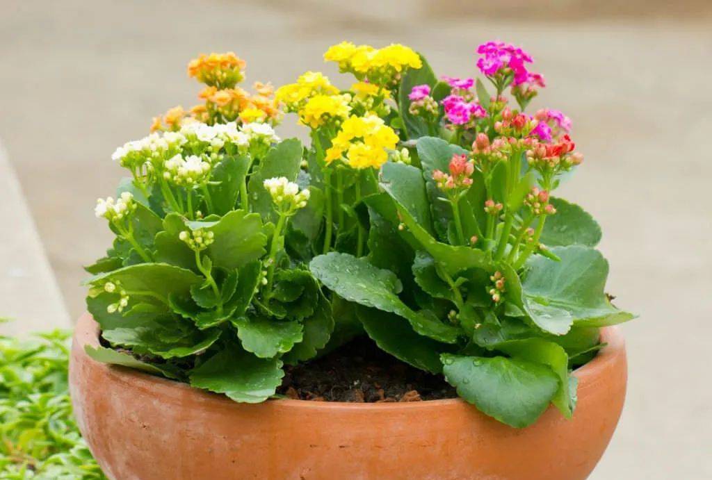 室內比較好養的植物_室內養什么植物最好排名_室內植物哪個好養活