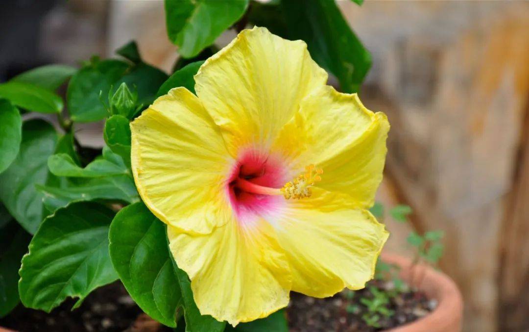 室內植物哪個好養活_室內養什么植物最好排名_室內比較好養的植物