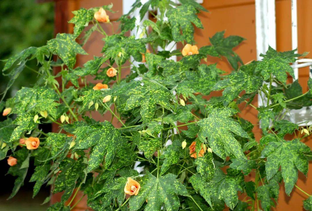 室內養什么植物最好排名_室內植物哪個好養活_室內比較好養的植物