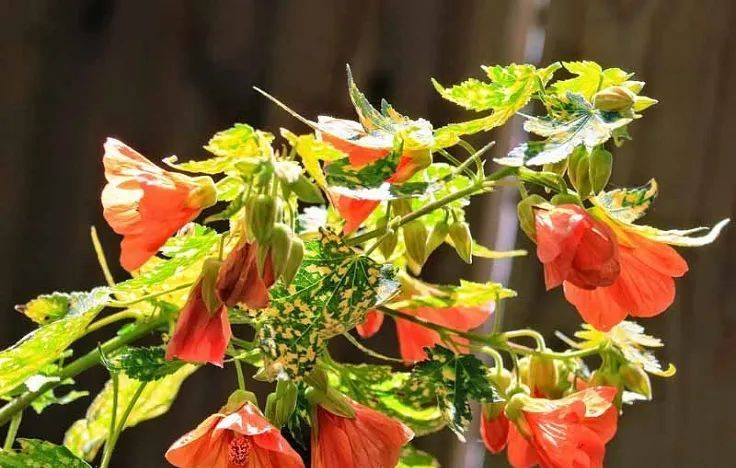 室內植物哪個好養活_室內養什么植物最好排名_室內比較好養的植物