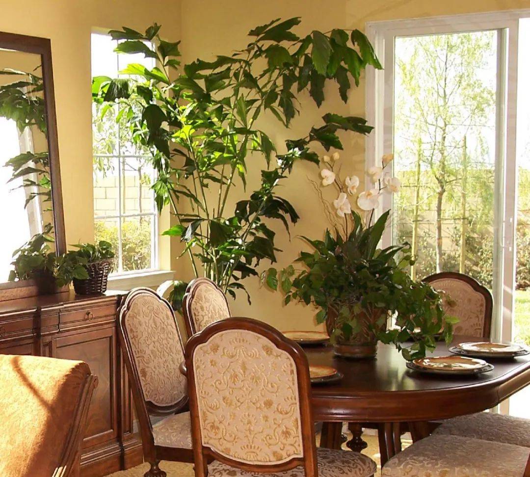 室內植物哪個好養活_室內養什么植物最好排名_室內比較好養的植物