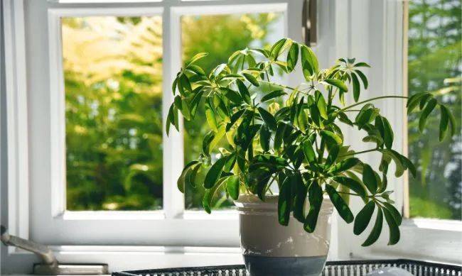 室內植物哪個好養活_室內養什么植物最好排名_室內比較好養的植物