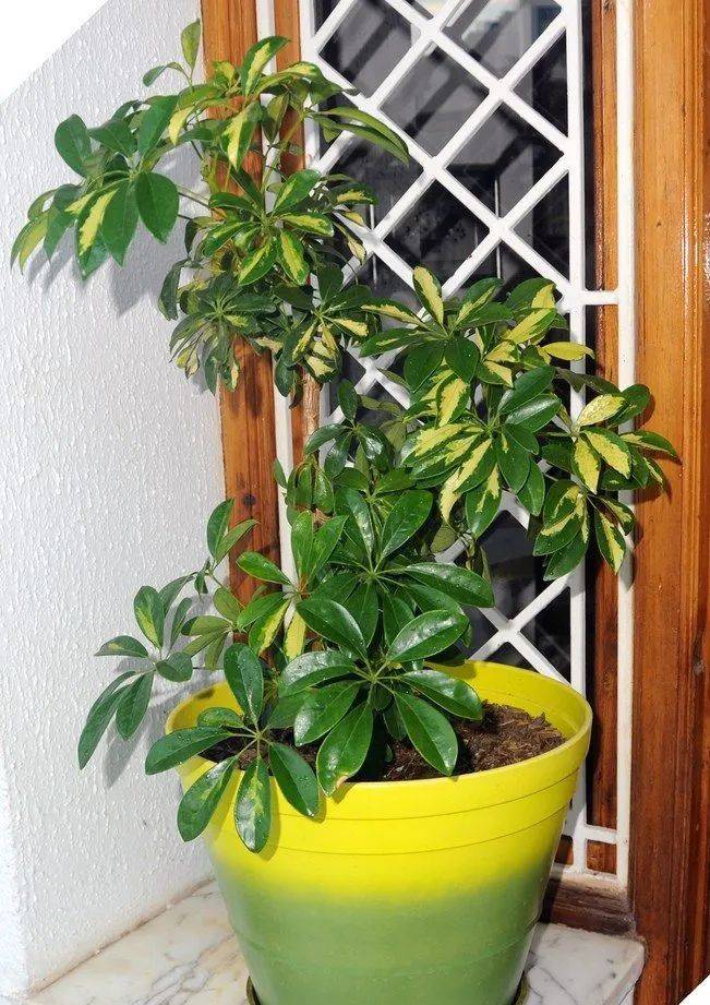 室內植物哪個好養活_室內養什么植物最好排名_室內比較好養的植物